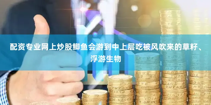 配资专业网上炒股鲫鱼会游到中上层吃被风吹来的草籽、浮游生物